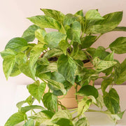 Money Seeds, Pachira aquatica Flower Seeds
