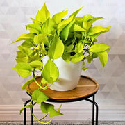 Money Seeds, Pachira aquatica Flower Seeds