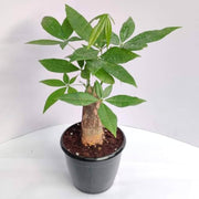 Money Seeds, Pachira aquatica Flower Seeds