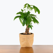 Money Seeds, Pachira aquatica Flower Seeds