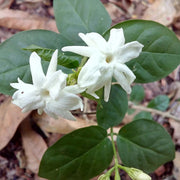 Singra Seeds, Raphanus sativus Vegetable Seeds