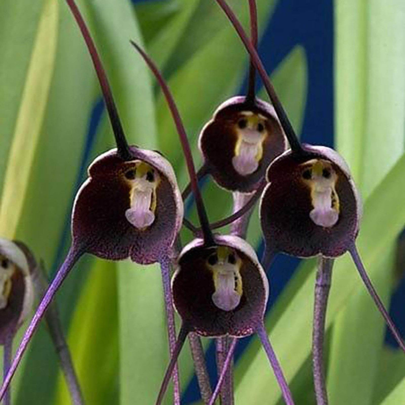 Monkey Face Violet Seeds