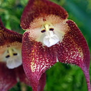 Chocolate Monkey Orchid Seeds