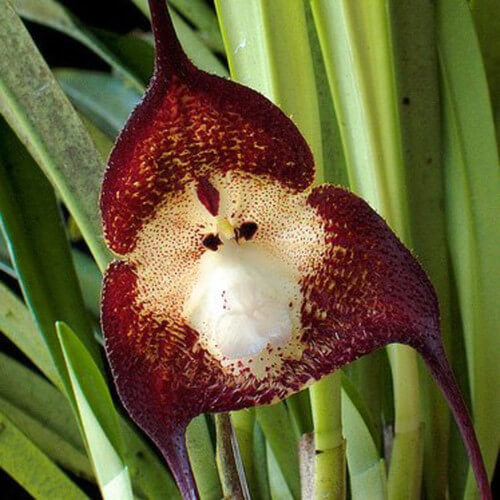 Chocolate Monkey Orchid Seeds