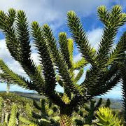 Monkey Puzzle Araucaria Araucana Seeds