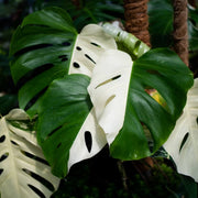 Variegated Albo Monstera Seeds, Herbal
