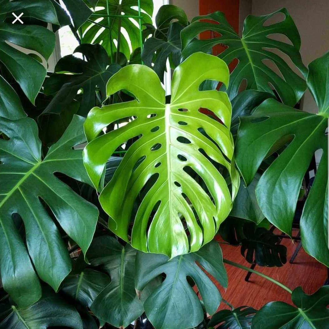 Deliciosa Monstera Seeds