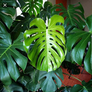 Deliciosa Monstera Seeds