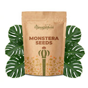 Monstera Seeds – Monstera deliciosa