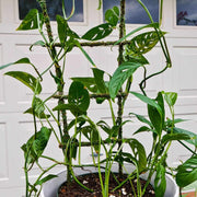 Monstera Adansonii Seeds - Tropical Ornamental Houseplant Seeds