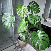 Monstera Adansonii Seeds - Tropical Ornamental Houseplant Seeds