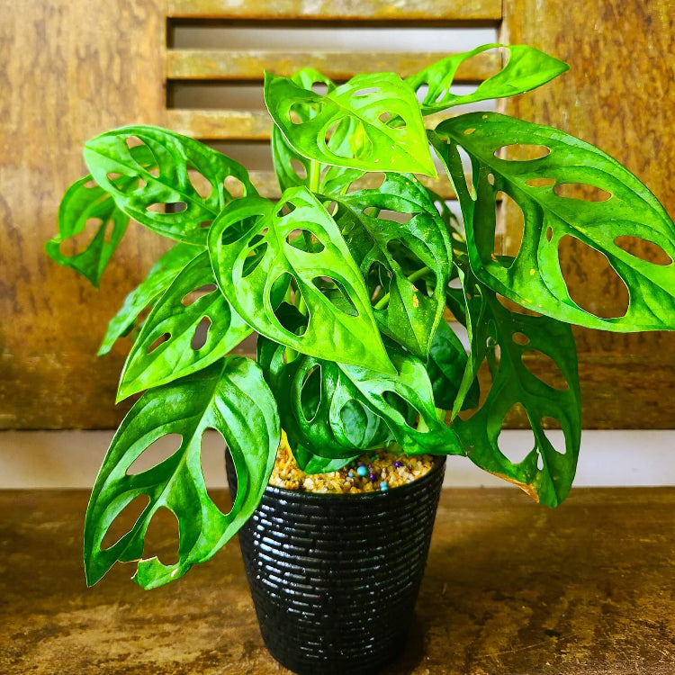 Monstera Adansonii Seeds - Tropical Ornamental Houseplant Seeds