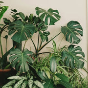 Monstera Adansonii Seeds - Tropical Ornamental Houseplant Seeds