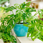 Monstera Adansonii Seeds - Tropical Ornamental Houseplant Seeds