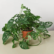 Monstera Adansonii Seeds - Tropical Ornamental Houseplant Seeds
