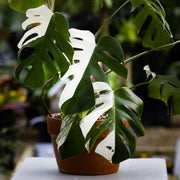 Monstera Seeds, Monstera borsigiana