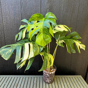 Variegated Seeds, Monstera deliciosa
