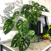 Monstera Deliciosa Seeds for Home Garden - Tropical Ornamental Houseplant Seeds