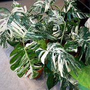 Monstera Deliciosa Seeds for Home Garden - Tropical Ornamental Houseplant Seeds