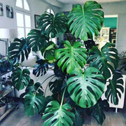 Monstera Deliciosa Seeds for Home Garden - Tropical Ornamental Houseplant Seeds