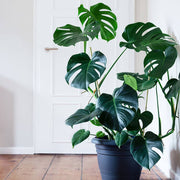 Monstera Deliciosa Seeds for Home Garden - Tropical Ornamental Houseplant Seeds