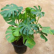 Monstera Deliciosa Seeds for Home Garden - Tropical Ornamental Houseplant Seeds