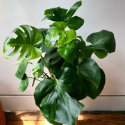 Monstera Deliciosa Seeds for Home Garden - Tropical Ornamental Houseplant Seeds