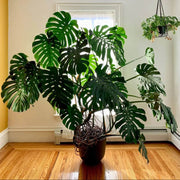 Monstera Deliciosa Seeds for Home Garden - Tropical Ornamental Houseplant Seeds