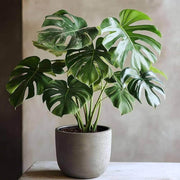 Variegated Seeds, Monstera deliciosa