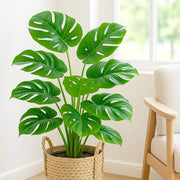 Monstera Seeds - Tropical Ornamental Houseplant Seeds for Planting