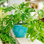 Monstera Seeds For Planting - Tropical Ornamental Houseplant Seeds