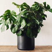 Monstera Seeds For Planting - Tropical Ornamental Houseplant Seeds