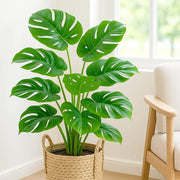 Monstera Seeds For Planting - Tropical Ornamental Houseplant Seeds