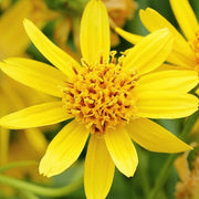 Montana Arnica Seeds