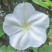 Giant White Moon Vine Seeds