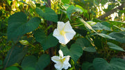 Moonflower Seeds – Ipomoea alba