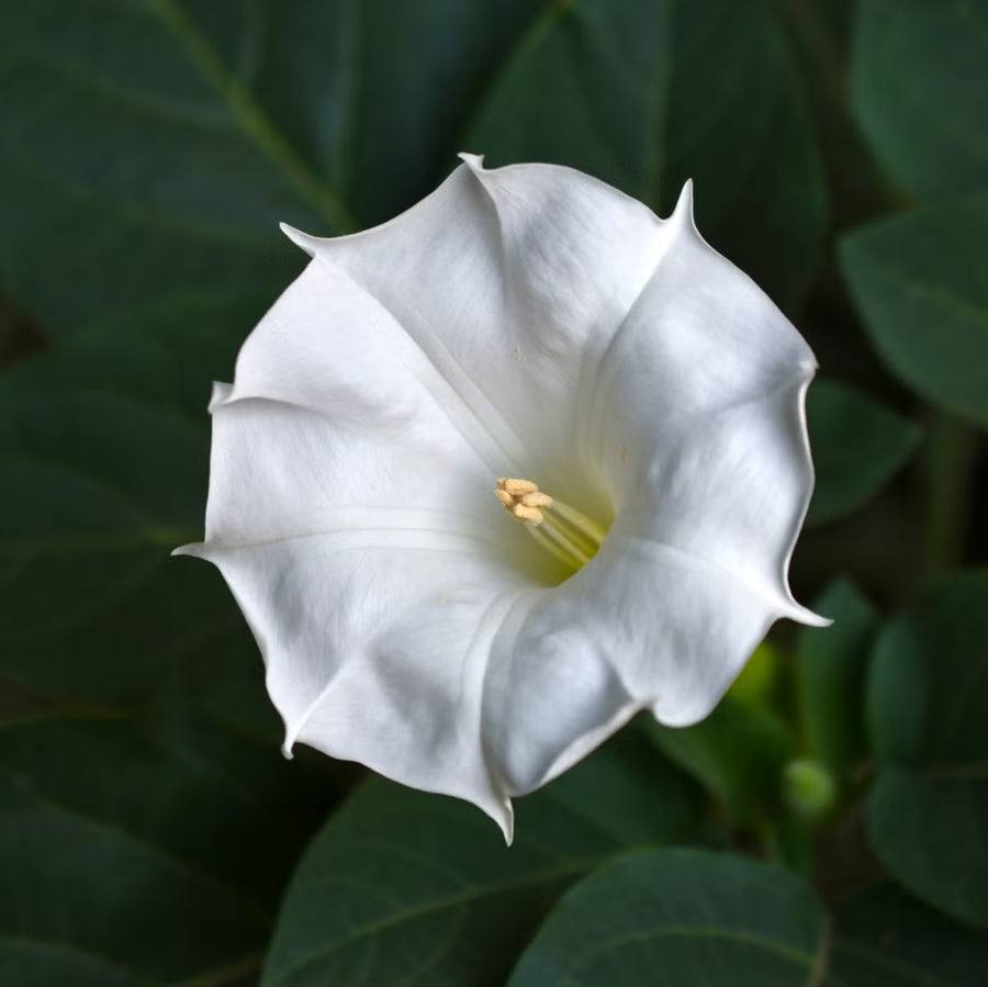 Moonflower Seeds – Ipomoea alba