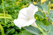 Moonflower Seeds – Ipomoea alba