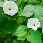 Moonflower Seeds – Ipomoea alba
