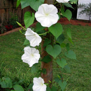 Moonflower Seeds – Ipomoea alba