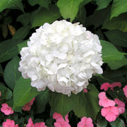 Mophead Hydrangea Seeds - Flower Plant