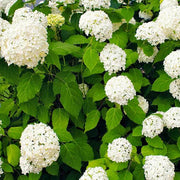 Mophead Hydrangea Seeds - Flower Plant