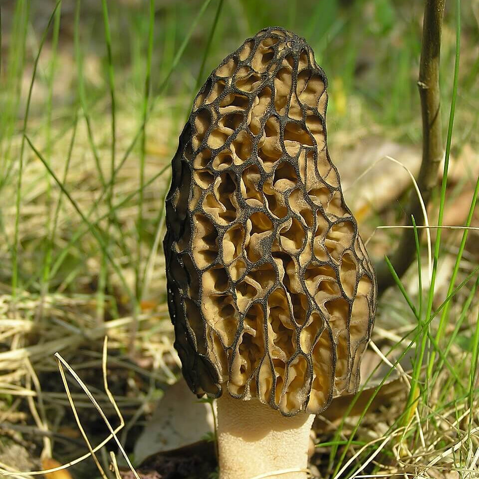 Morchella Conica Morel Mushroom Spawn Seeds