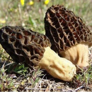 Morchella Conica Morel Mushroom Spawn Seeds