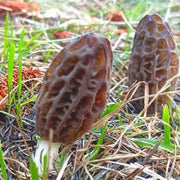 Morchella Conica Morel Mushroom Spawn Seeds