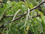 Moringa Seeds – Moringa oleifera