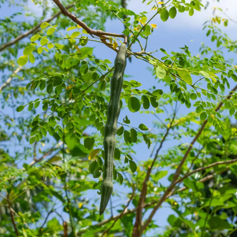 Moringa Seeds – Moringa oleifera