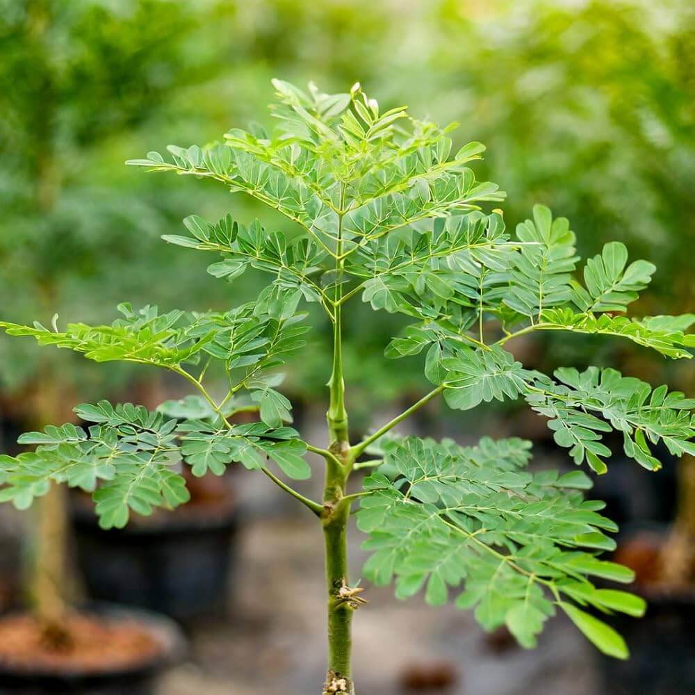 Moringa Seeds - Herbal Plant for Home Gardens