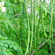Moringa Seeds - Herbal Plant for Home Gardens