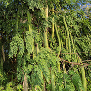 Moringa Seeds For Planting - Herbal Plant